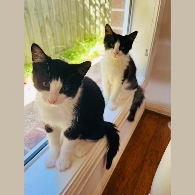 Photo of Cookie & Cream