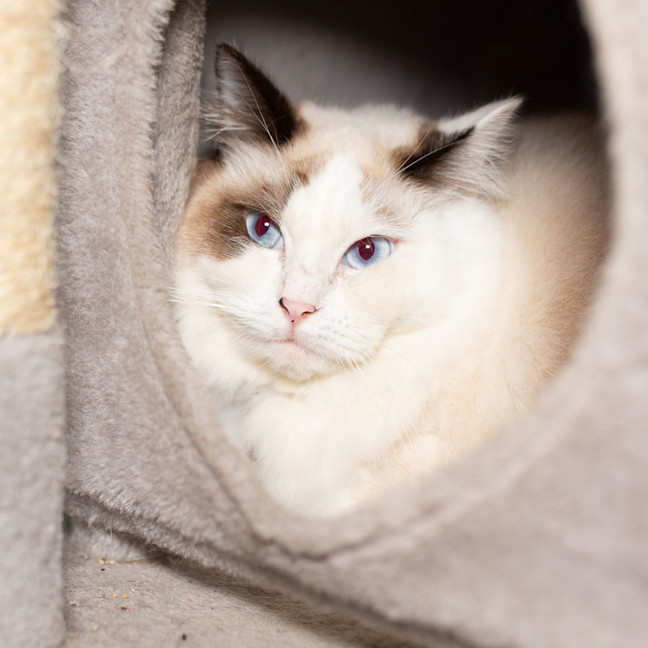 Photo of Meowgarita