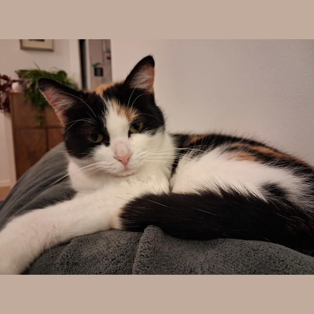 Photo of Firebird
