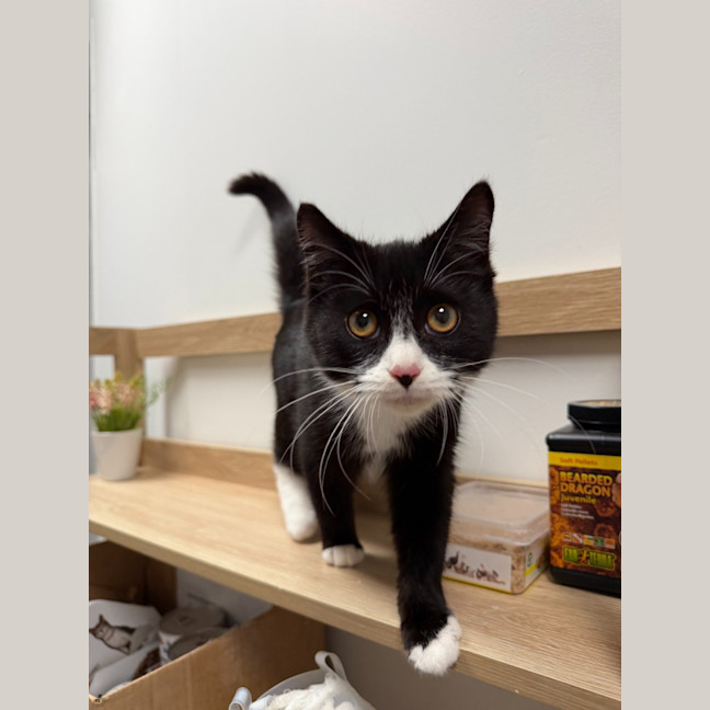 Photo of Oreo