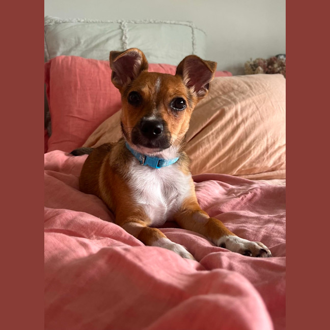 Photo of Timmy   4 Month Old Chihuahua