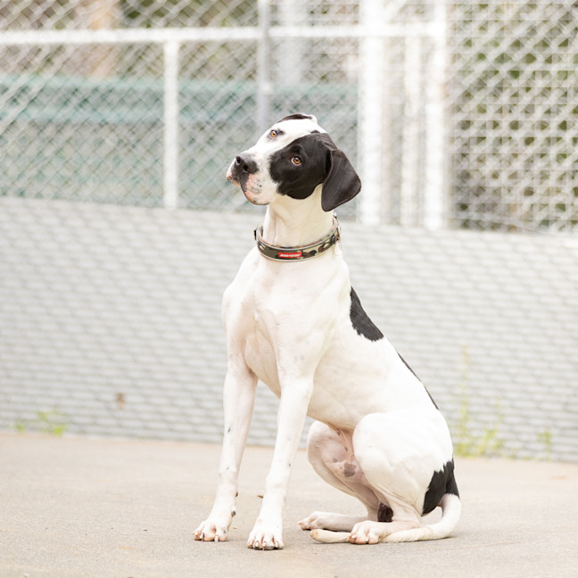 Photo of Spotty