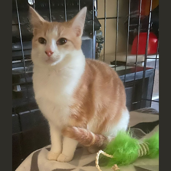 Photo of Layla * 9 Lives Project Rescue*