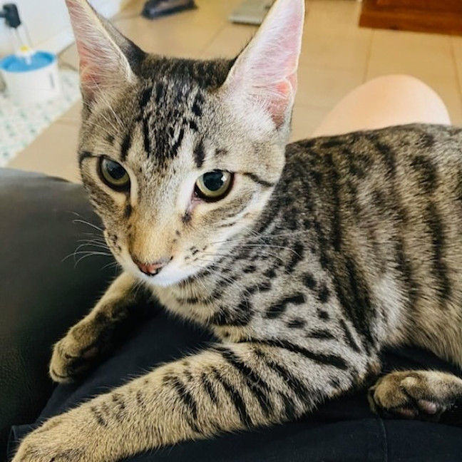 Photo of Jelly Bean (Groot)