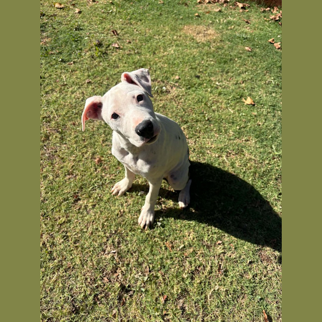 Photo of Jetta