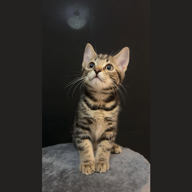 Photo of Hazey