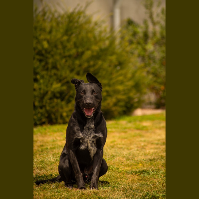 Photo of Louie