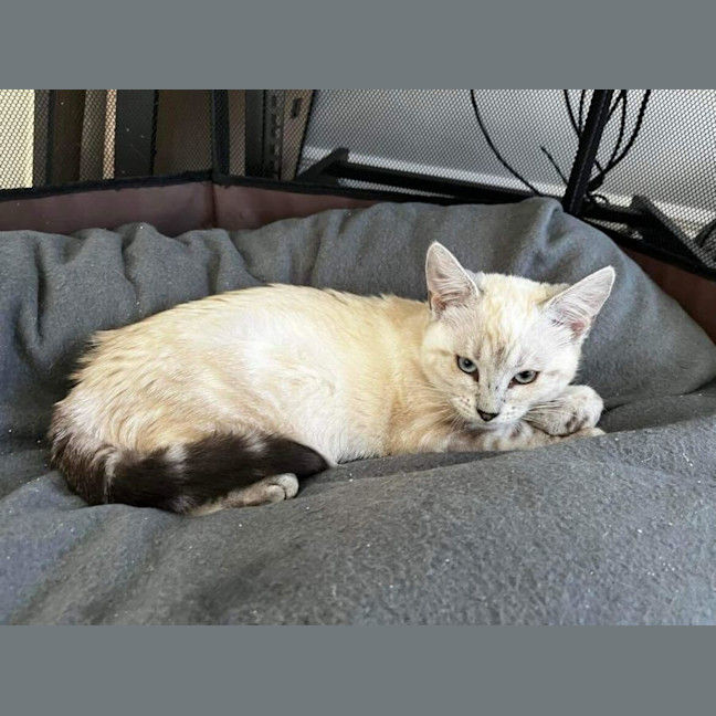 Photo of Coryo