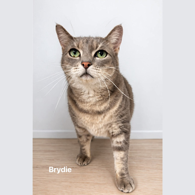 Photo of Brydie