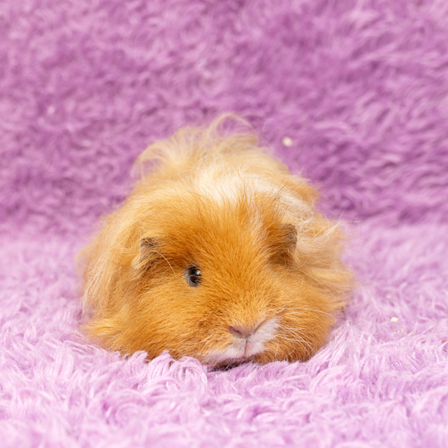 Photo of Nugget