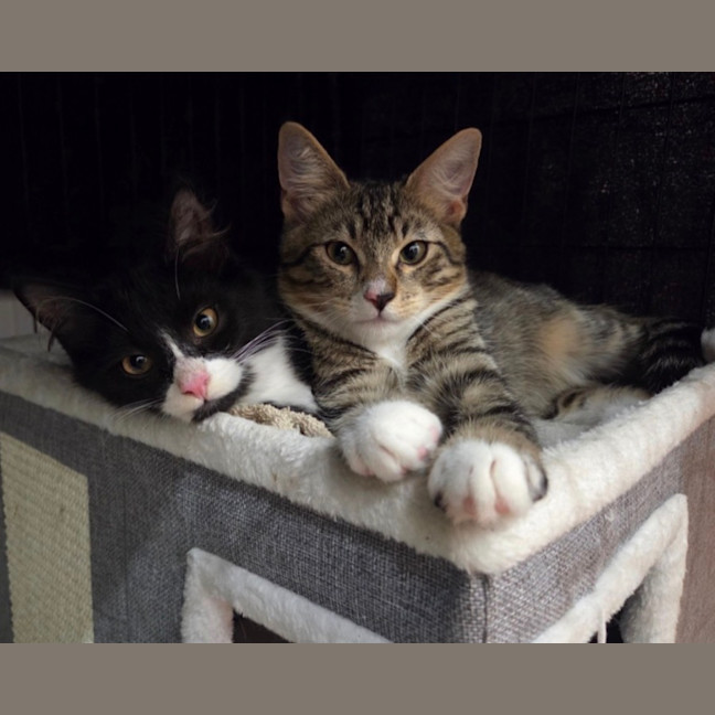 Photo of Harvey & Leo   5 Month Old Domestic Short Hair