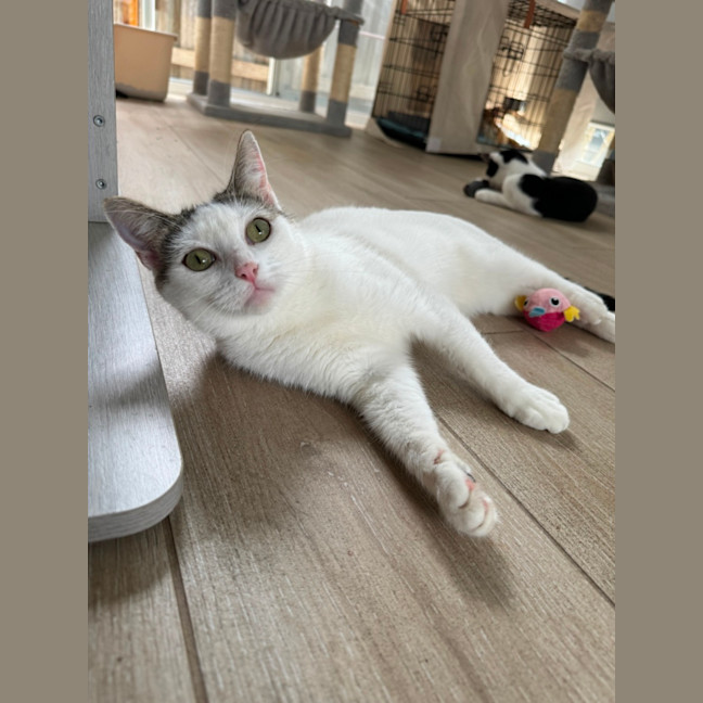 Photo of Sugar