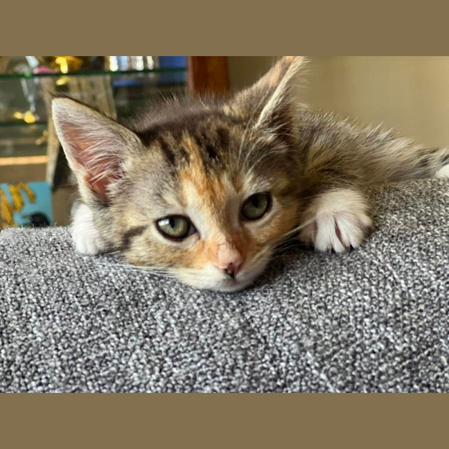 Photo of Sundae