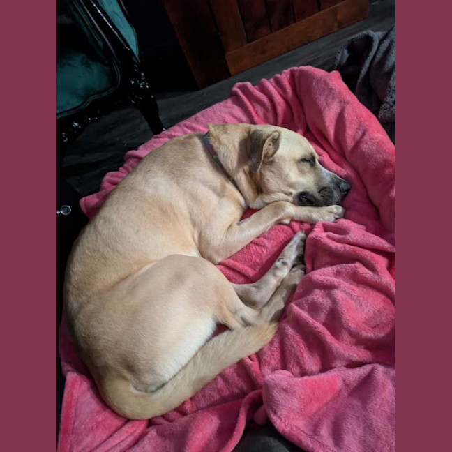 Photo of Barney