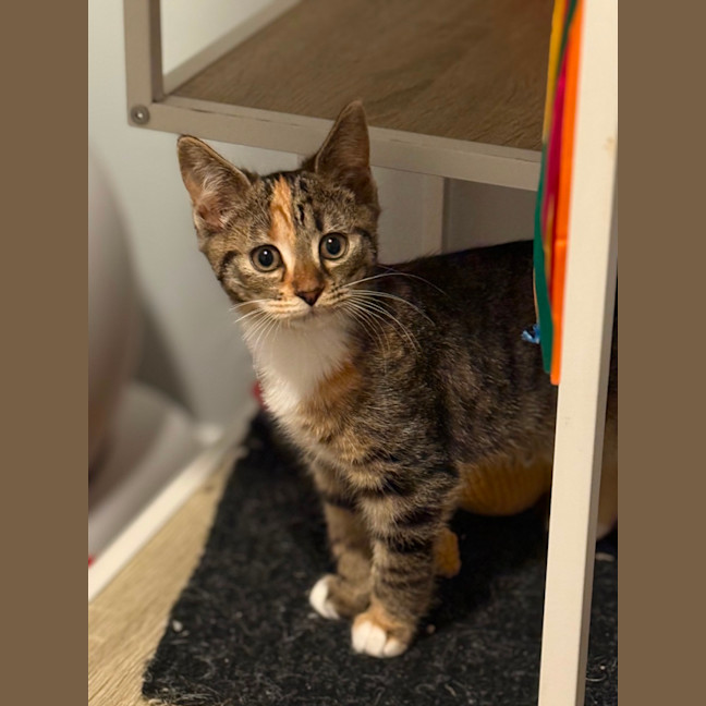 Photo of Skye