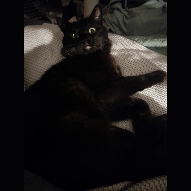 Photo of Yam *9 Lives Project Rescue*