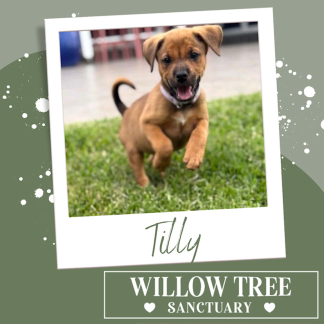 Photo of Tilly