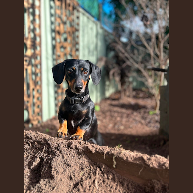 Photo of Ollie