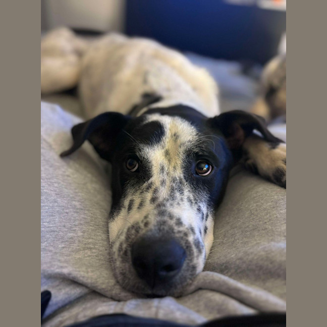 Photo of Freckles