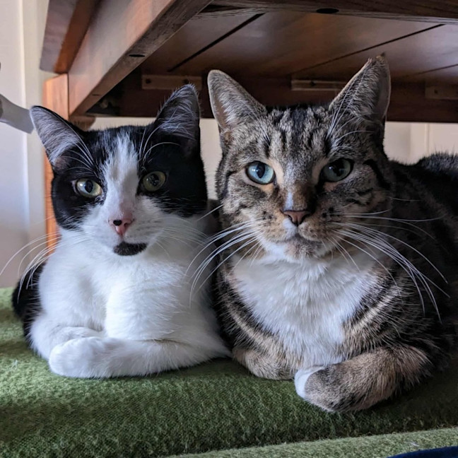 Photo of Oreo & Elisha 