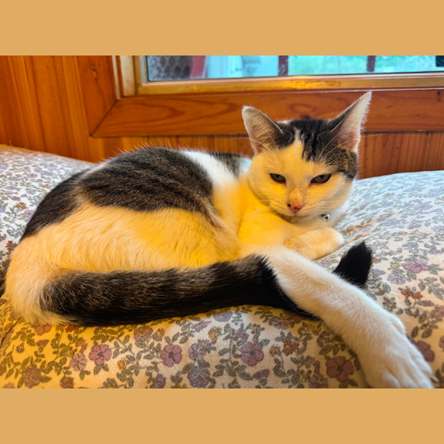 Photo of Junipurr