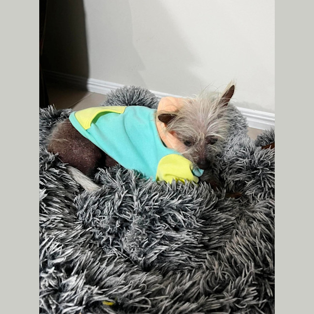 Photo of Frankie
