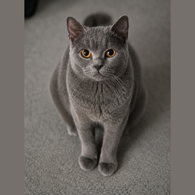 Photo of Layla