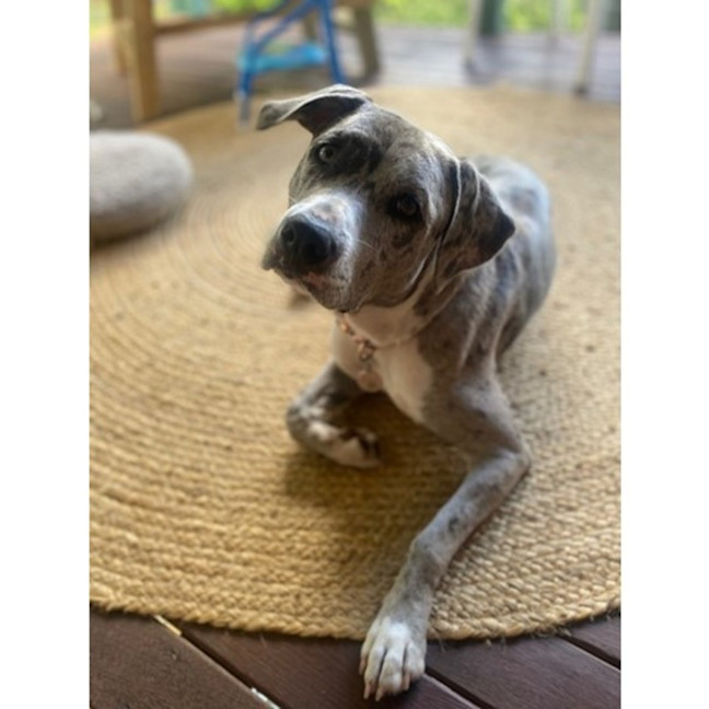 Photo of Winnie *$350 Adoption Fee*