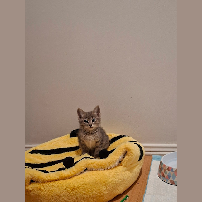 Photo of Otis