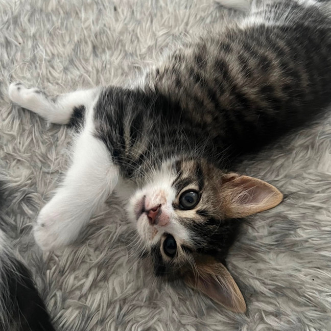 Photo of Tommy 🧸