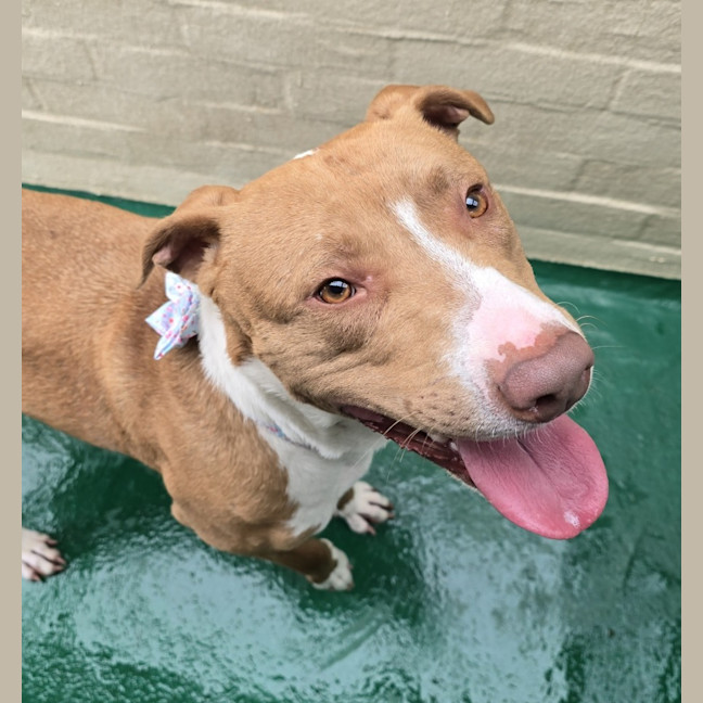 Photo of Jazz (64321)