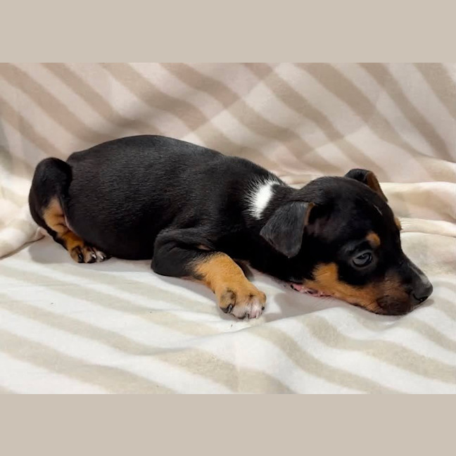 Photo of Praline