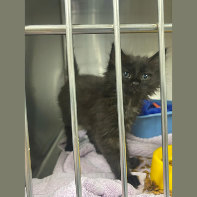 Photo of Oliver   Located In Kew