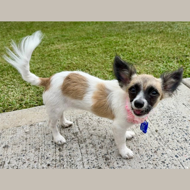Photo of Meeka   13 Week Old Chihuahua X