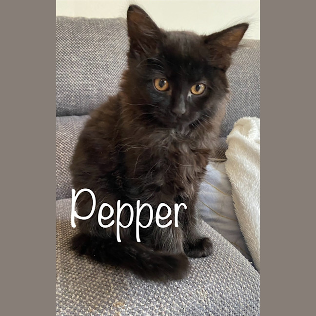 Photo of Pepper