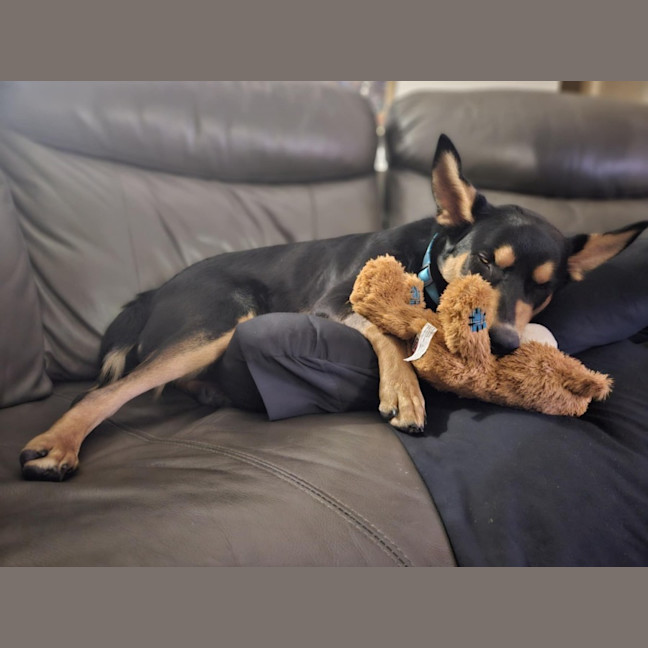 Photo of Teddy   9 Month Old Kelpie