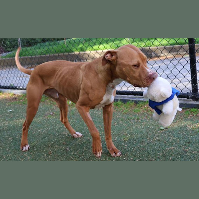 Photo of Hokey Pokey