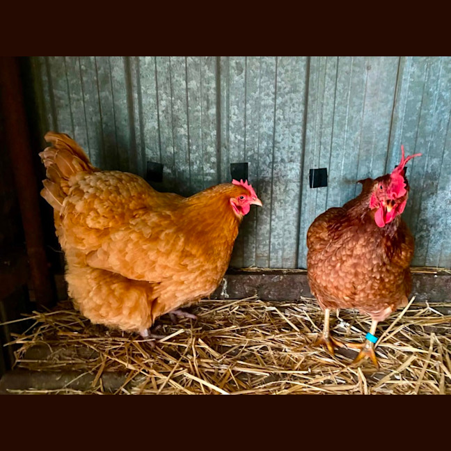 Photo of Stevie Chicks, Lady Clucka And Sheryl Crow
