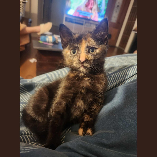 Photo of Cookie