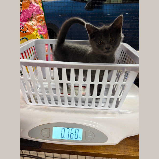 Photo of Comet, Mouse, Salem, Fox, Astro And Sunny