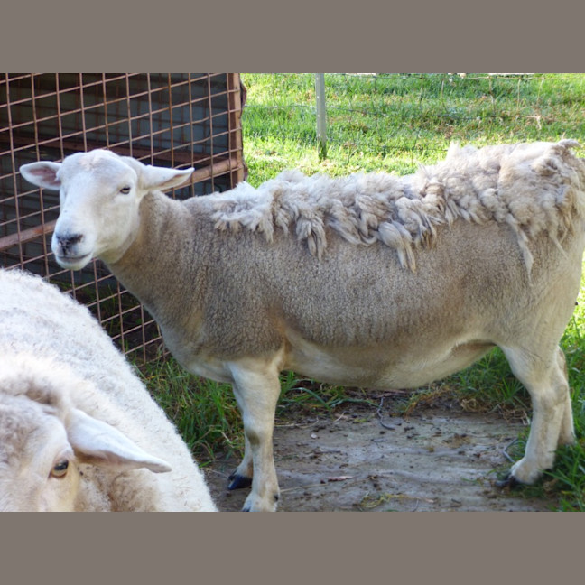 Photo of Sheep