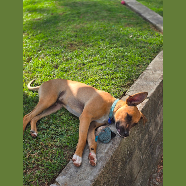 Photo of Teddy   8 Month Old Mixed Breed