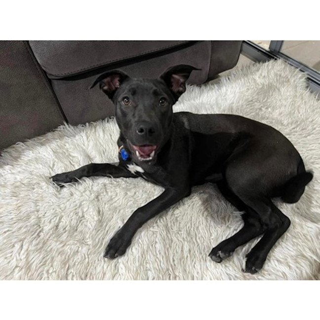 Photo of Betty *$350 Adoption Fee*