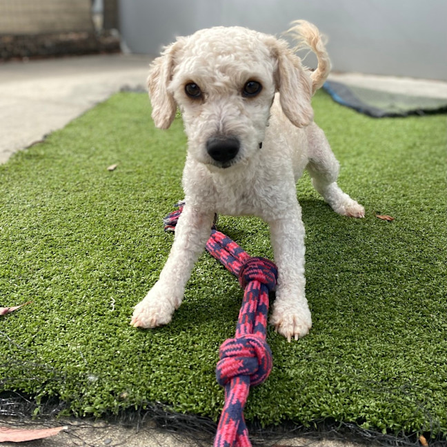 Photo of Marshmallow 