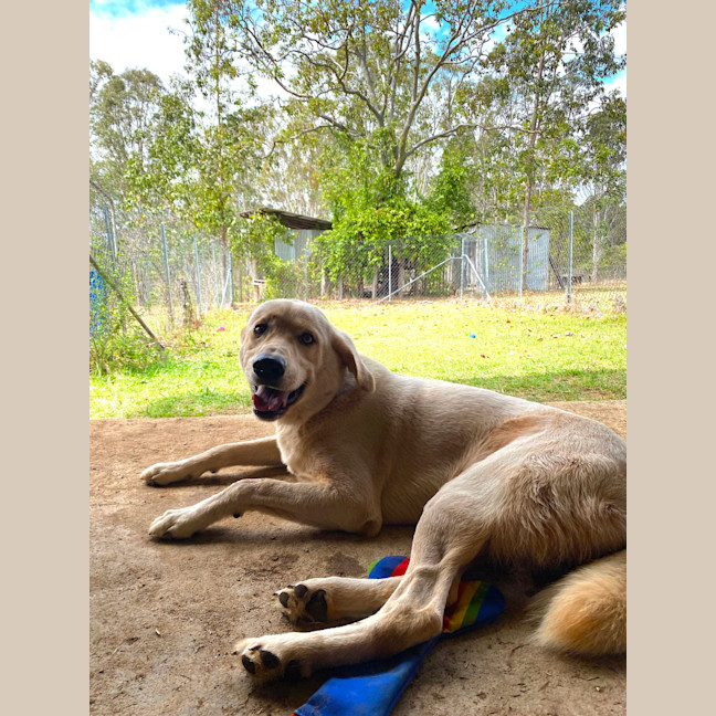 Photo of Buddy