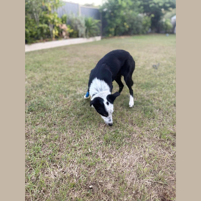 Photo of Willow