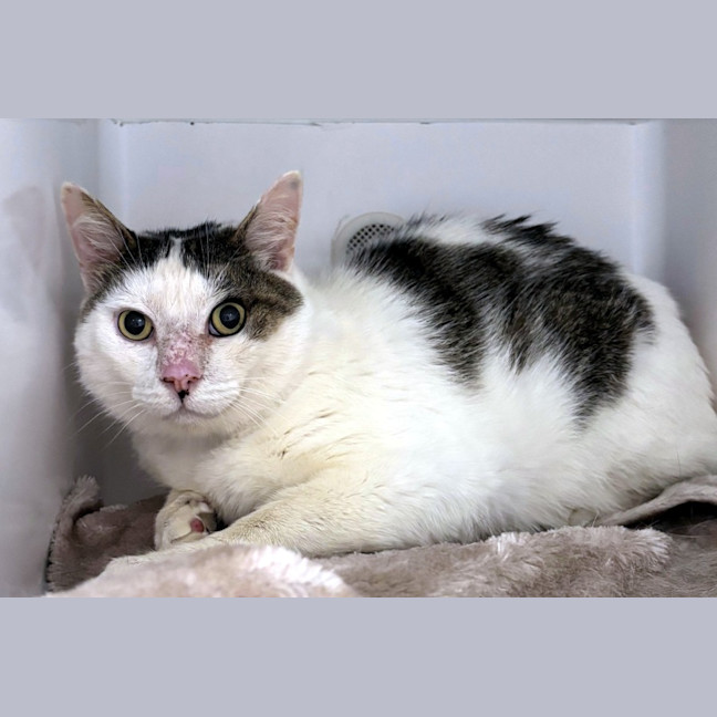 Photo of Pablo Sua014482