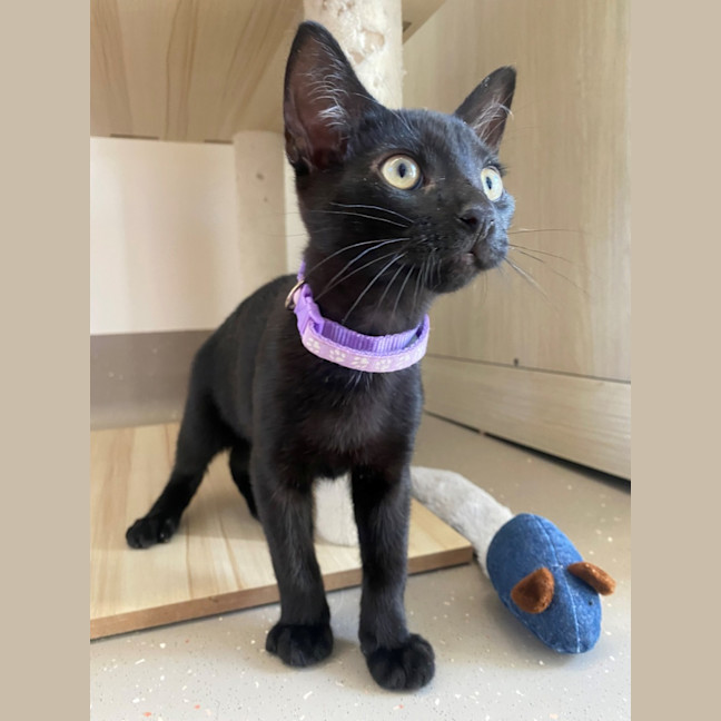 Photo of C1487 Vincent