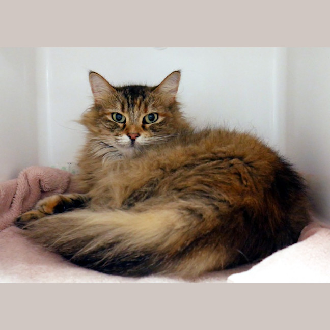 Photo of Pounce Sta014783