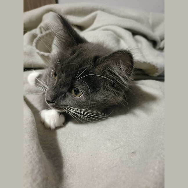 Photo of Freddie (Aubrey)